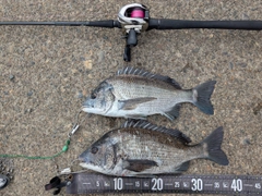 クロダイの釣果