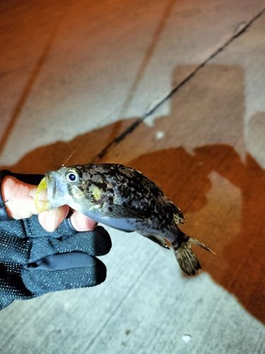 クロソイの釣果