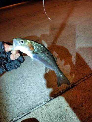 セイゴ（ヒラスズキ）の釣果