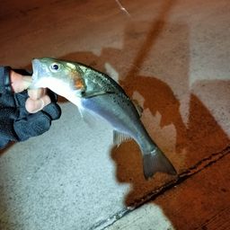 セイゴ（ヒラスズキ）