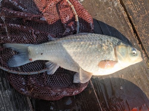 ヘラブナの釣果