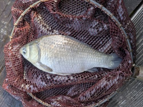 ヘラブナの釣果