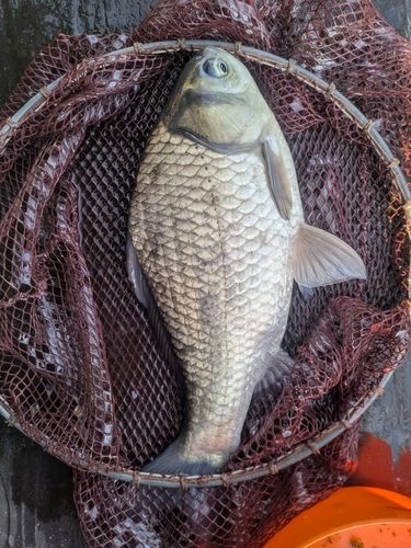 ヘラブナの釣果