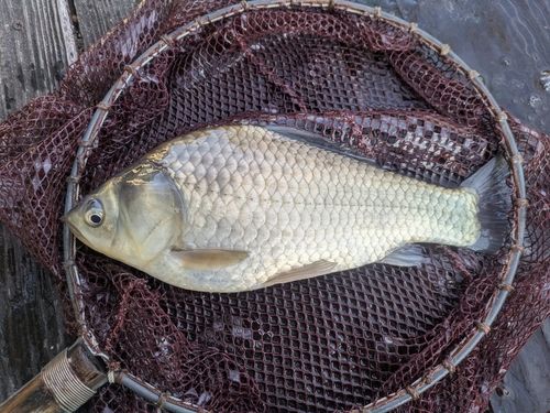 ヘラブナの釣果