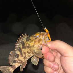 タケノコメバル