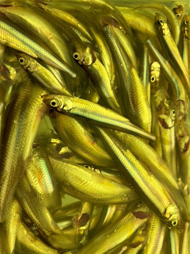 ワカサギの釣果