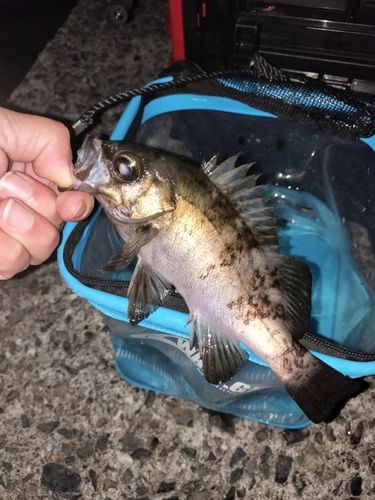 クロメバルの釣果