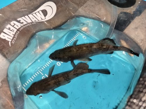 周防大島（屋代島）