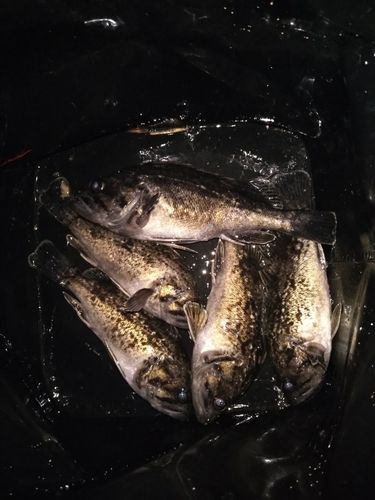 クロソイの釣果