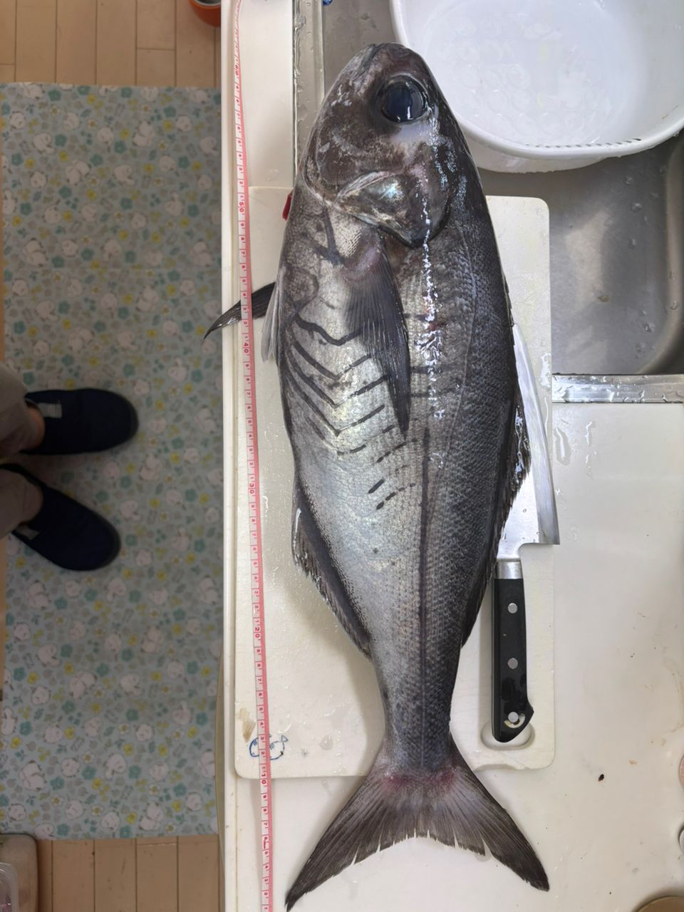 SHIMANO 19ライトゲーム BB TYPE73 MH225の最安値・インプレ・釣果