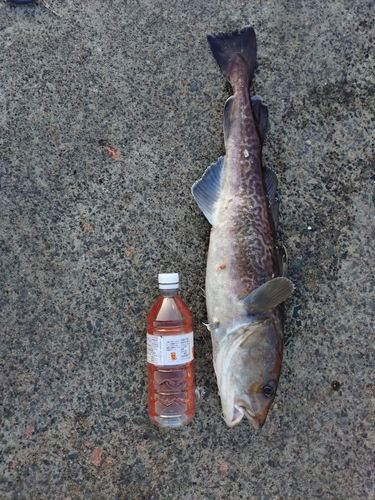 小名浜港市場前