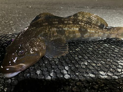アイナメの釣果