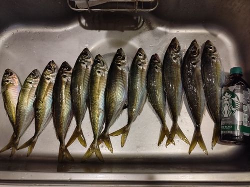 マアジの釣果