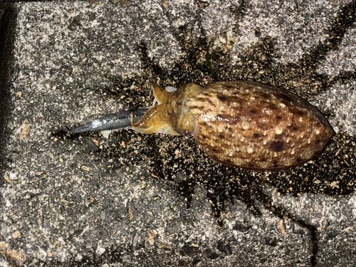 コウイカの釣果