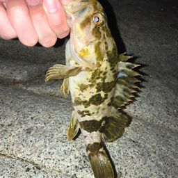 タケノコメバル