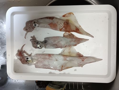 ササイカの釣果