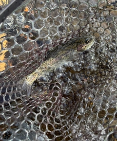 ニジマスの釣果