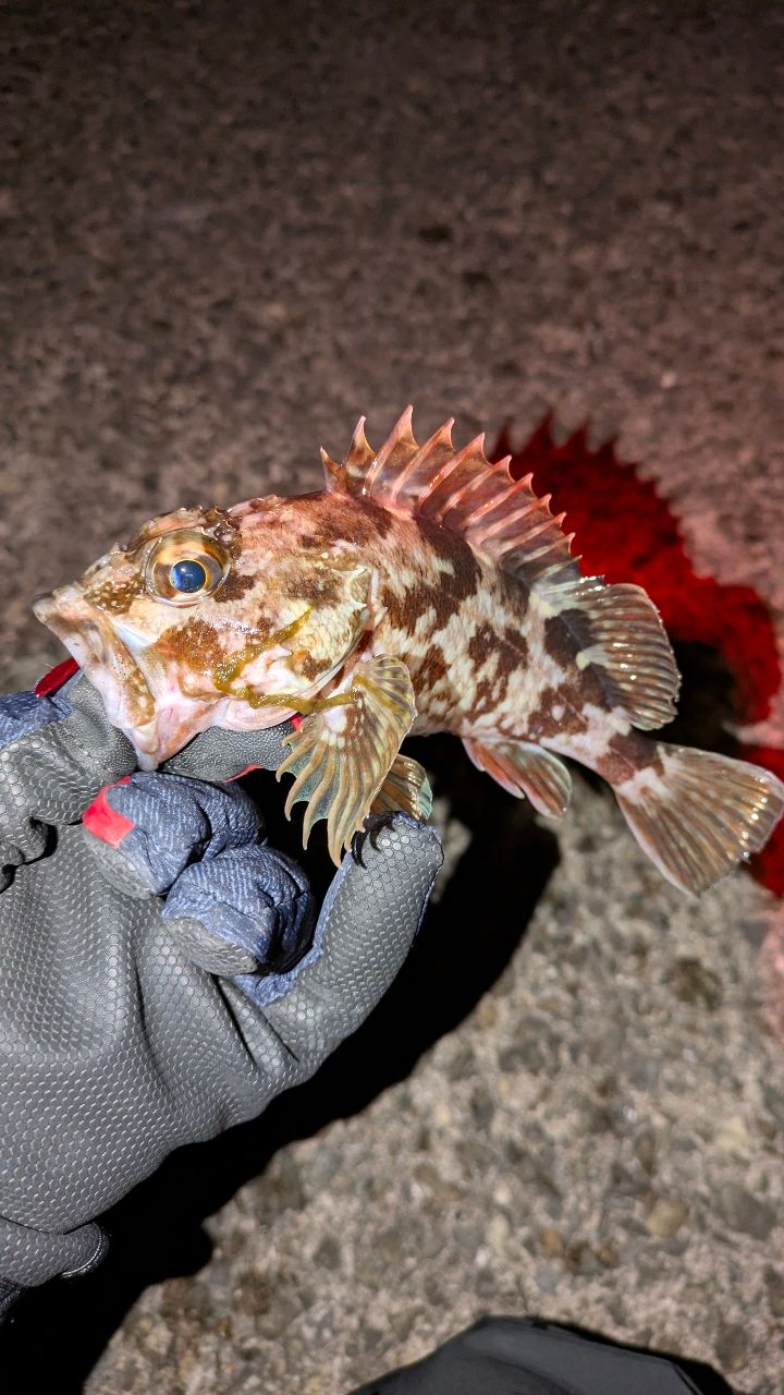 OLYMPIC 23コルト UX 23GCORUS-742L-Tの最安値・インプレ・釣果 | 本音