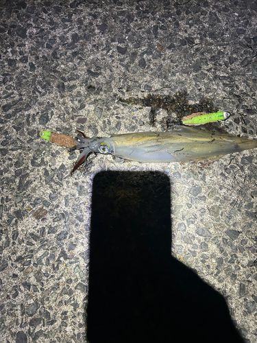 ヤリイカの釣果