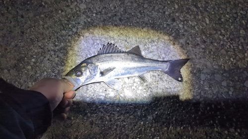 セイゴ（マルスズキ）の釣果