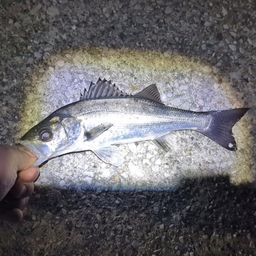 セイゴ（マルスズキ）