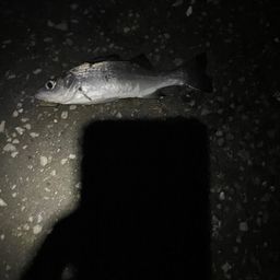 セイゴ（ヒラスズキ）