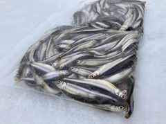 ワカサギの釣果
