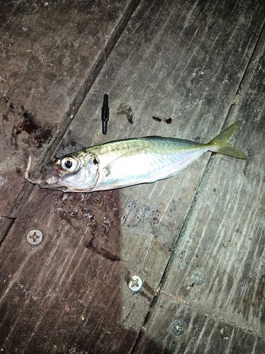 マアジの釣果