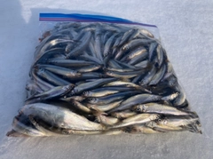 ワカサギの釣果