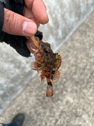 アラカブの釣果