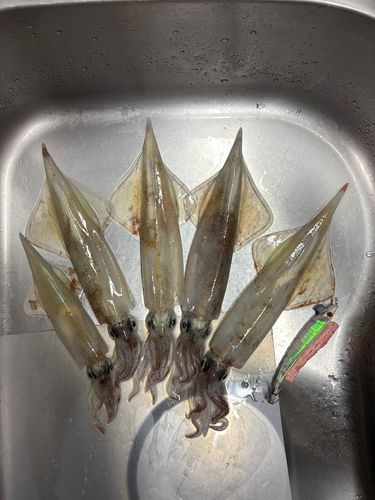 ヤリイカの釣果