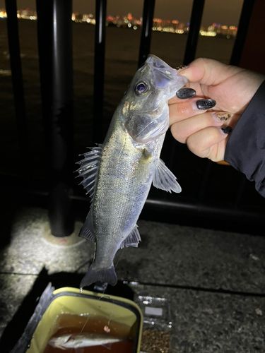 東京ゲートブリッジ付近