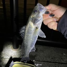 セイゴ（マルスズキ）