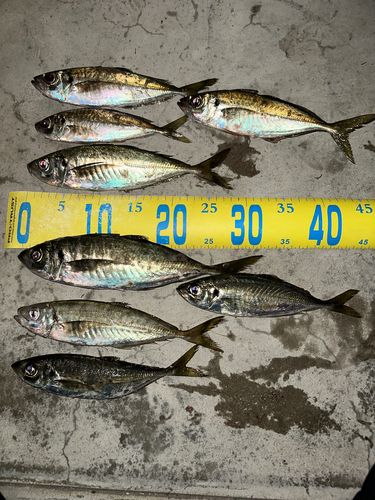 アジの釣果