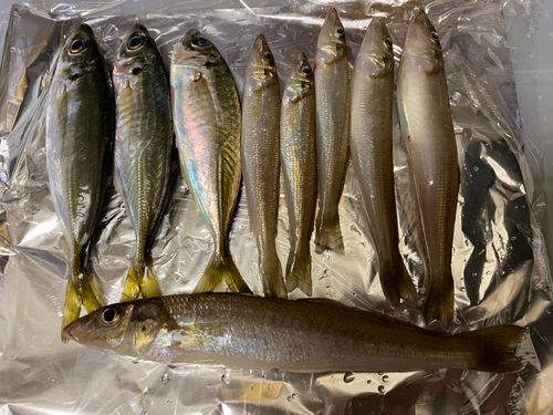 本牧海づり施設