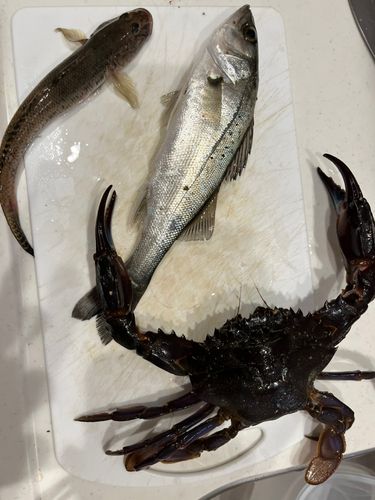 若洲海浜公園海釣り施設