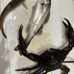 セイゴ（マルスズキ）