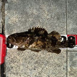 タケノコメバル