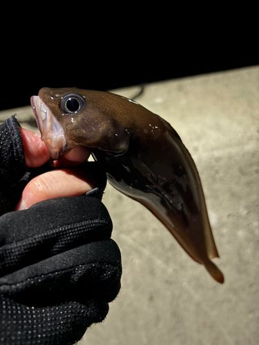 チゴダラの釣果