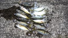 マアジの釣果