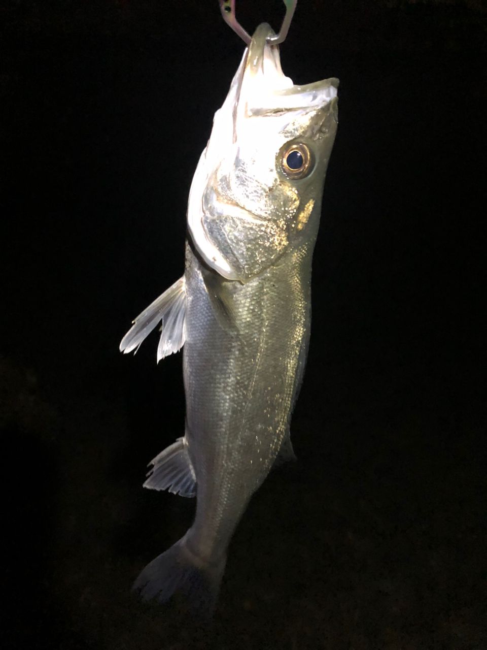 APIA フージン' AD METRO KNIGHT 86LXの最安値・インプレ・釣果