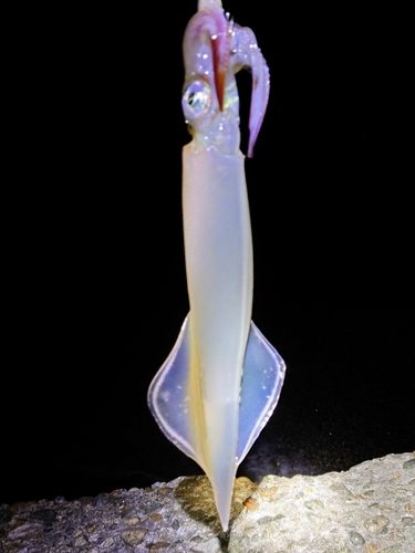 ヤリイカの釣果