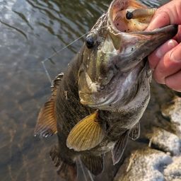 スモールマウスバス