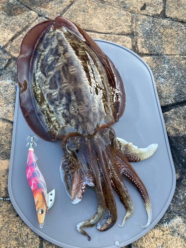 モンゴウイカの釣果