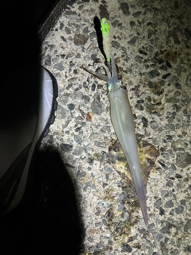 ヤリイカの釣果