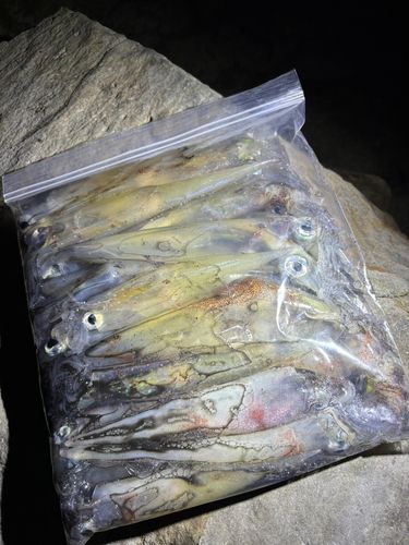 ササイカの釣果