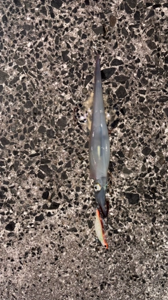 ヤリイカの釣果