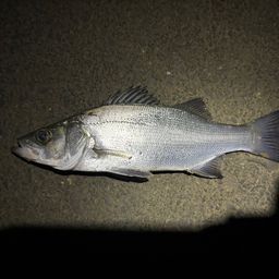 セイゴ（ヒラスズキ）