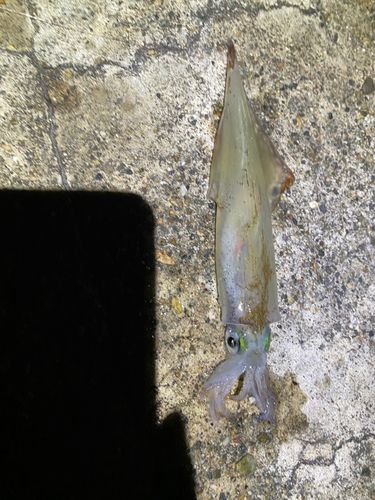 ヤリイカの釣果