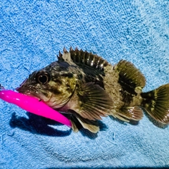 ムラソイの釣果